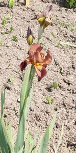 iris-brune.jpg