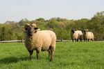 mouton-wiki (29)