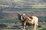 mouton-wiki (34)