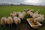 sheep-mouton (16)
