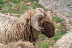 sheep-mouton (20)