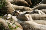 sheep-mouton (40)