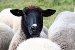 sheep-mouton (90)