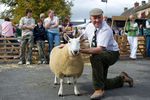 sheep-mouton (97)