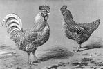 Coucou-des-Flandres-b-1905