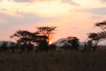 2012 08 06 Ngorongoro - 1186