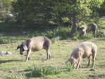 cochon Corse M. BAARSCH