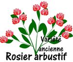 Les rosiers anciens galliques (de France)