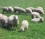 Moutons-1-.jpg