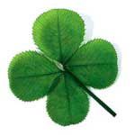 Trefle 4 feuilles