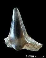 Squatina