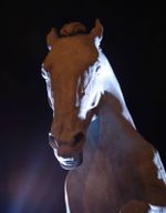 IMGP9943-Chaconne--la-nuit.JPG