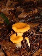 250px-Cantharellus cibarius1