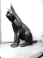 lynx-20.jpg