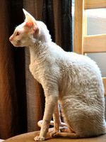 White Cornish Rex wikipedia