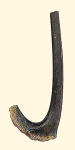 Cethorhinus (branchiospine)