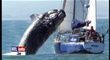 baleine-bateau.jpg