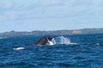 baleine-copie-6.jpg