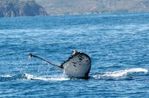 baleine3-copie-2.jpg