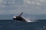 baleines2-copie-2.jpg