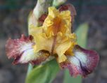 Les Iris germanica (suite)