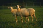 mouton-wiki (77)