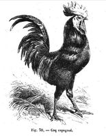 Coq espagnol - Charles Jacque 1858