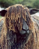 BlackFace1 Wensleydale-copie-1
