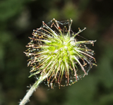 ROSACÉES - Benoîte commune (Geum urbanum)