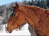 curly-horse3-U.States