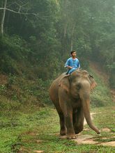 cornac Asie Thaïlande