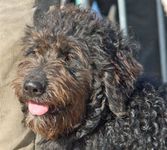 Chien Berger de Crau photo Maison Transhumance (1)