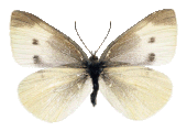 Papillon1