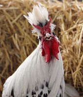 Appenzellois coq détail crête