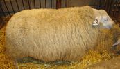 mouton-wiki (64)