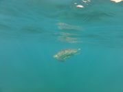 2013 03 - Guadeloupe J8 Go Pro 036 (Copier)