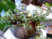 plante grasse sur table