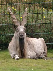 Markhor F. Spangenberg Wikipedia