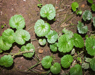 LAMIACÉES - Lierre terrestre (Glechoma hederacea)