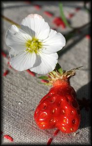 Confiture-a-la-fraise-et-rhubarbe-6a.jpg
