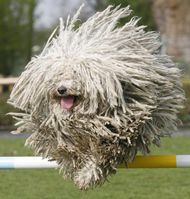 Puli-saut