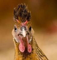 Appenzelloise poule détail crête