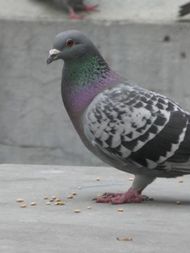 pigeon3.JPG