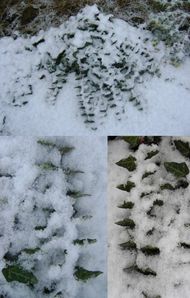 montner sous la neige 48