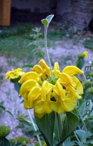 phlomis-fructosica.jpg