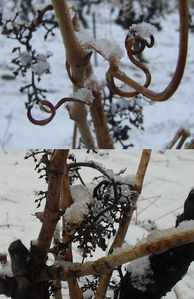 montner sous la neige 42