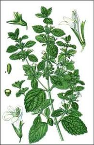 mélisse