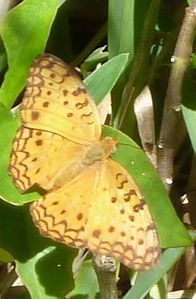 papillons Lokaro (2)