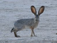 Jackrabbit2 photo Jim Harper wikicommons
