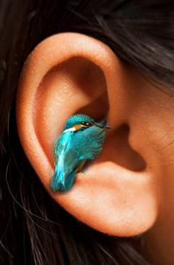 A_little_bird_told_me_by_bruno_sousa.jpg